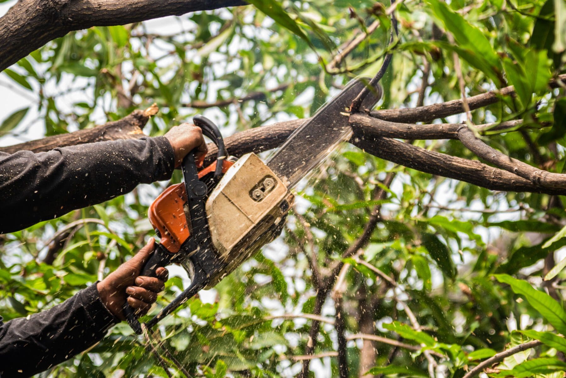 Tree trimming with a chainsaw removing overhanging branches